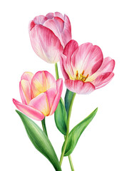 Fototapeta premium Pink blooming tulips in soft watercolor botanical illustration for spring floral design and home decor
