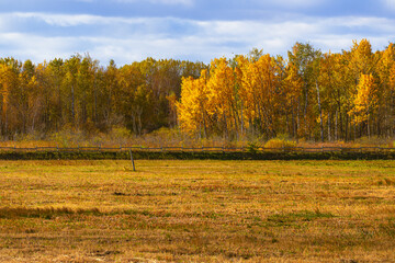 Vibrant fall foliage in a rural landscape showing yellow birch trees behind an old wooden fence and a harvested field with a blue cloudy sky in tranquil autumn countryside scenery photograph