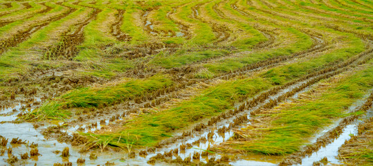 The rice fields after the rice harvest in Korea