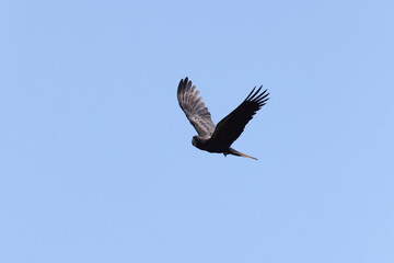 Red Tailed Black Cockatoo (Calyptorhynchus banksii) Queensland , Australia