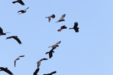 Red Tailed Black Cockatoo (Calyptorhynchus banksii) Queensland , Australia