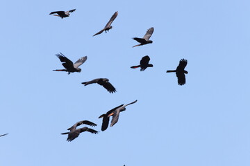 Red Tailed Black Cockatoo (Calyptorhynchus banksii) Queensland , Australia