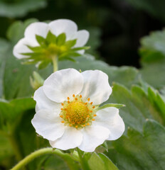 Two strawberry flowers in a garden