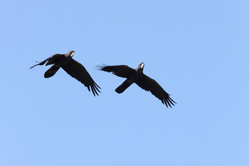 Red Tailed Black Cockatoo (Calyptorhynchus banksii) Queensland , Australia