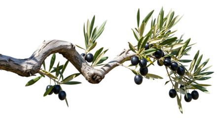 Branch of an olive tree with ripe black olives isolated on transparent background
