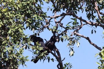 Red Tailed Black Cockatoo (Calyptorhynchus banksii) Queensland , Australia