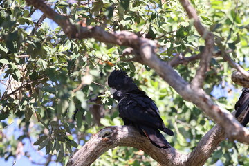Red Tailed Black Cockatoo (Calyptorhynchus banksii) Queensland , Australia