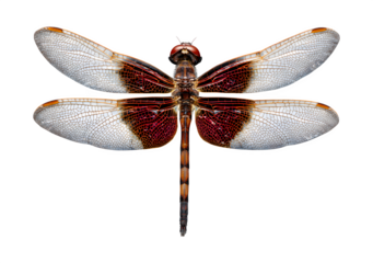 Dragonfly on black background isolated on transparent background