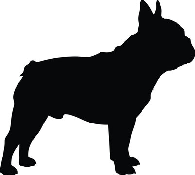 French Bulldog black silhouette vector illustration standing side view isolated on white background