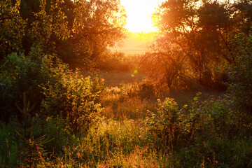 Golden hour light pierces dense summer foliage, illuminating a meadow opening with dancing insects and warm, hazy tones