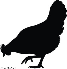 Black Silhouette of a Chicken or Hen Pecking Feed on the Ground Isolated Vector Illustration