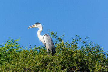 Grey Heron (Ardea cinerea) perched on vegetation under a blue sky.