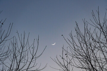 Winter branches with copy space and crescent moon