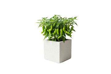 potted green chili pepper plant with ripe peppers isolated on white background