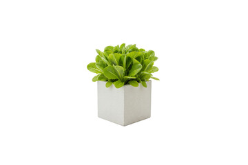 small romaine lettuce plant growing in a square pot isolated on white background
