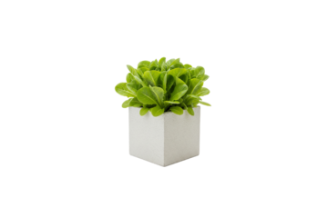 small romaine lettuce plant growing in a square pot isolated on white background