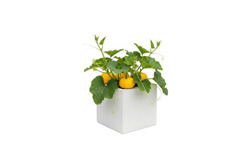 small yellow squash plant with ripe fruits growing in a square pot isolated on white background