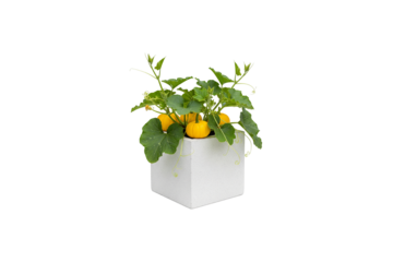 small yellow squash plant with ripe fruits growing in a square pot isolated on white background