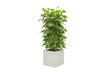 bushy green bean plant with ripe pods growing in a square pot isolated on white background