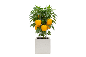 bell pepper plant with ripe yellow and green peppers growing in a square pot isolated on white background