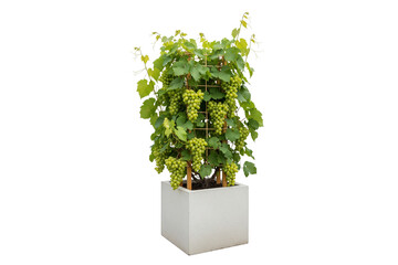 grape vine with clusters of green grapes growing on a trellis in a square pot isolated on white background