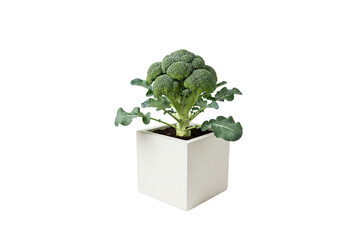 broccoli plant with a mature head growing in a square pot isolated on white background