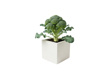 broccoli plant with a mature head growing in a square pot isolated on white background