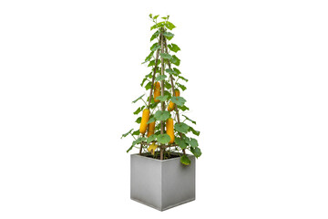 climbing yellow cucumber plant with ripe fruits on a wooden trellis in a square pot isolated on white background