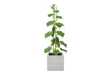 cucumber plant with ripe fruits growing in a square pot isolated on white background