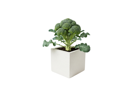 broccoli plant with a mature head growing in a square pot isolated on white background
