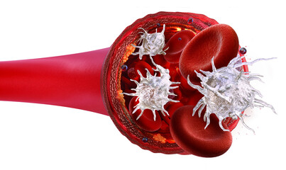 Blood vessel cross section with red blood cells and activated platelets, artery interior on transparent background. Erythrocytes and white blood cells. Medical concept of immunity or thrombosis, PNG