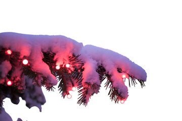 Festive Pine Branch Illuminated with Red Lights and Covered in Fresh Snow, a Winter Wonderland 