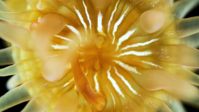 Young Actiniaria under a microscope, class Anthozoa, Hexacorallia, about 5 mm in size. Sea of Okhotsk. Tentacle movement.