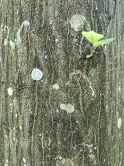 Beech trunk with two green leaves and lichen. Beech tree bark texture. Vertical close-up photo.