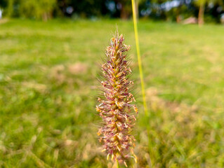Closeup foxtail grass, likely yellow foxtail