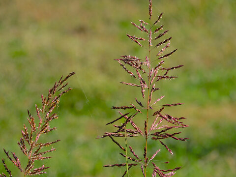  Closeup inflorescence of Johnson grass beautiful        