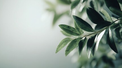 Luxury botanical eco friendly background with close up soft focus leaves, natural bokeh, premium airy light, clean modern aesthetic, rich green tones