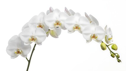 A branch of white orchids in full bloom against a white backdrop
