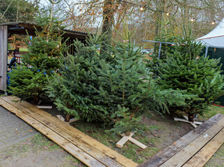 Christmas trees on wooden bases are for sale outside at a Christmas market