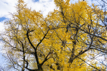 Fototapeta premium 去川のイチョウ