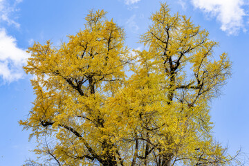 去川のイチョウ