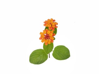 Beautiful orange lantana flower (Lantana camara) isolated on white background 