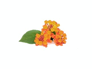 Beautiful orange lantana flower (Lantana camara) isolated on white background
