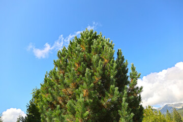Pine tree on a sunny day, High Tatras.