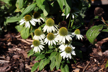 Echinacea purpurea 'Sombrero Blanco'