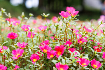 ポーチュラカが咲き広がるピンクの花畑
