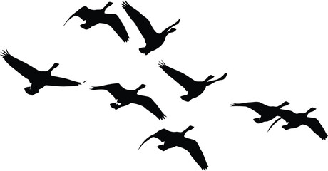 Flock of geese flying silhouette © Mohim