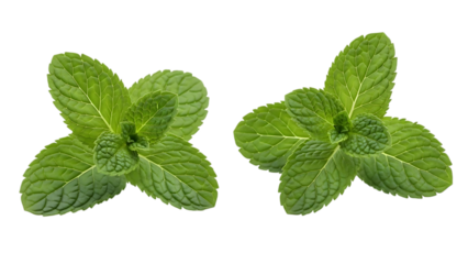 Two fresh green mint leaves with visible veins and textured surfaces, cutout, PNG isolated on transparent background