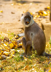 A gray langur Hanuman sits on the ground and eats bananas. Monkeys in the wild jungles of Sri Lanka. A wildlife scene featuring wild animals.
