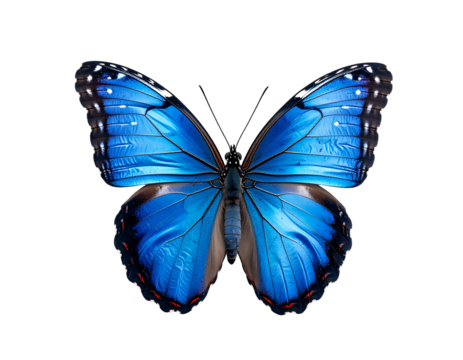Beautiful vibrant blue butterfly with open wings on black background (1)
